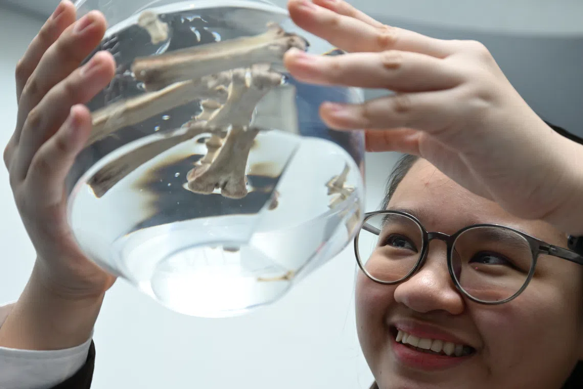 Shavonne Tok, a JC2 student at Nanyang Junior College, encountered a different set of problems while investigating whether discarded chicken bones could remove dyes from water.