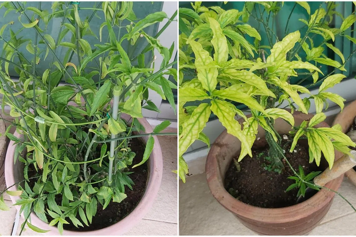 These Sabah Snake Grass plants may lack nutrients due to an incorrect soil type and pH level.