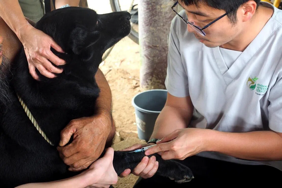 Vaccination is like an invisible shield that guards pets against serious, potentially life-threatening diseases.