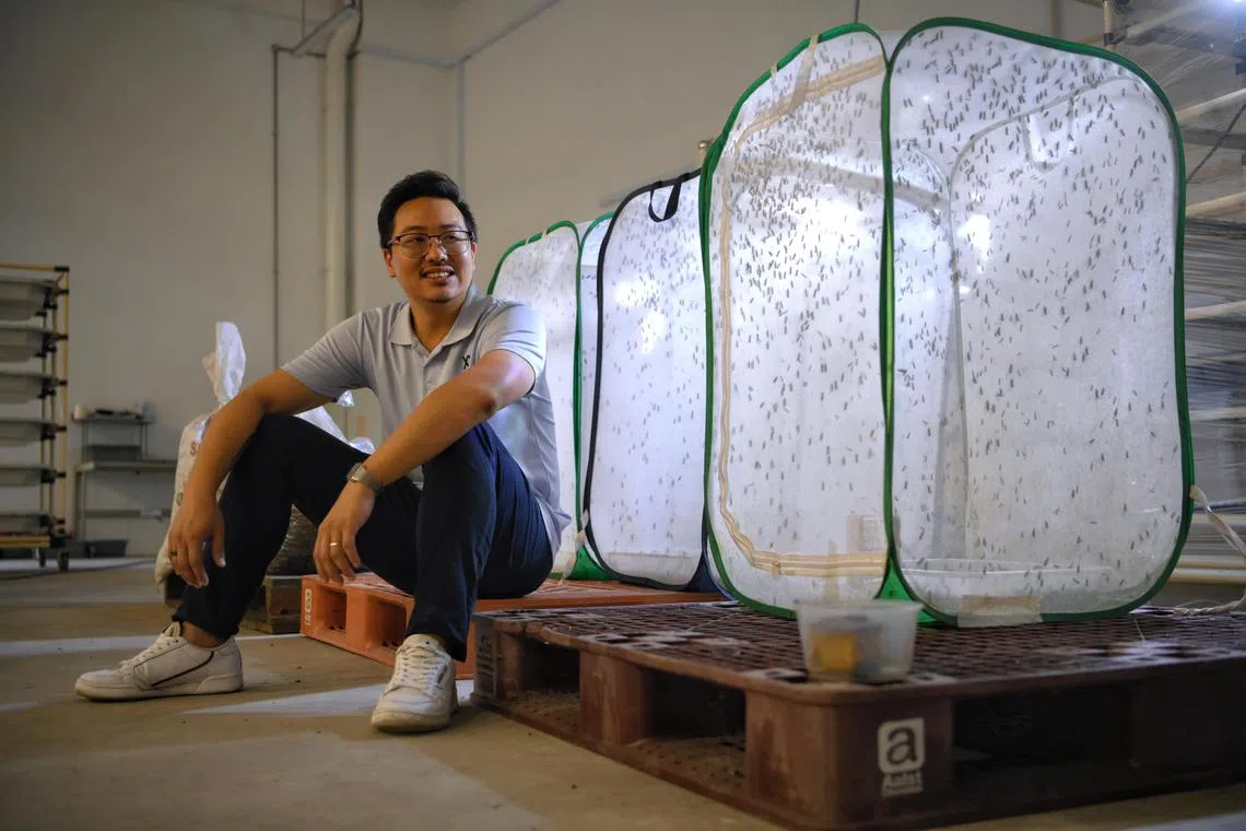 Nathaniel Phua, founder of Ento Industries, pictured on November 8, 2023.