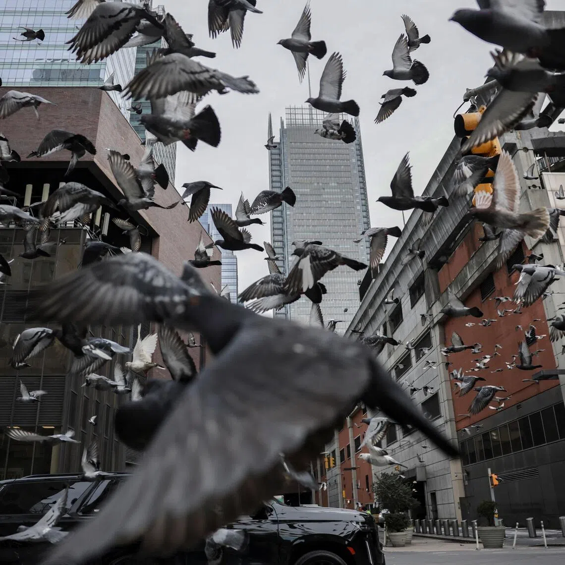 The research found that birds living in urban areas tended to have higher levels of stress hormones than those outside of cities.