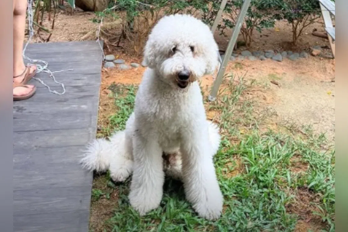 The dog, called Buddy, was sent to Pawsome Singapore's Tanjong Katong outlet for grooming. 