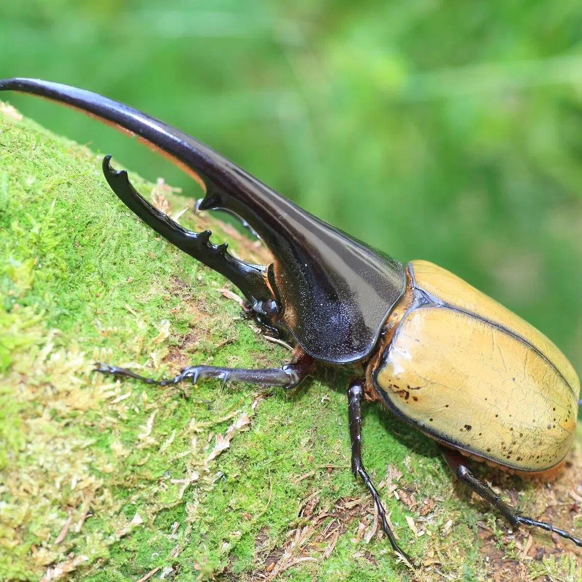 Hercules beetles – known as some of the world’s largest beetles – live in Central and South America and are also known as “the king of rhinoceros beetles”. 