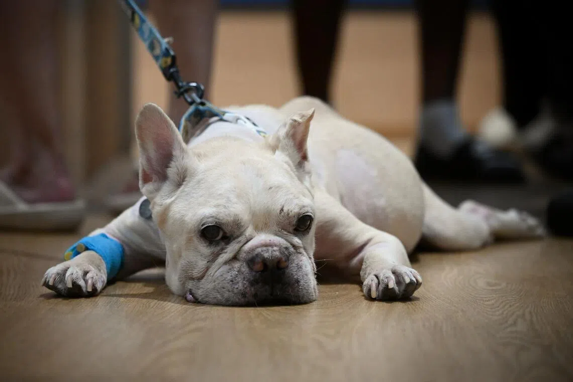 After spending the day at AWRC, Lynn Lum pays a $3,000 bill for Sherlock, her 11-year-old French bulldog with cancer that has metastasised to his lungs and liver. She takes him for regular traditional Chinese medicine sessions. “He is like a son to me,” she says.