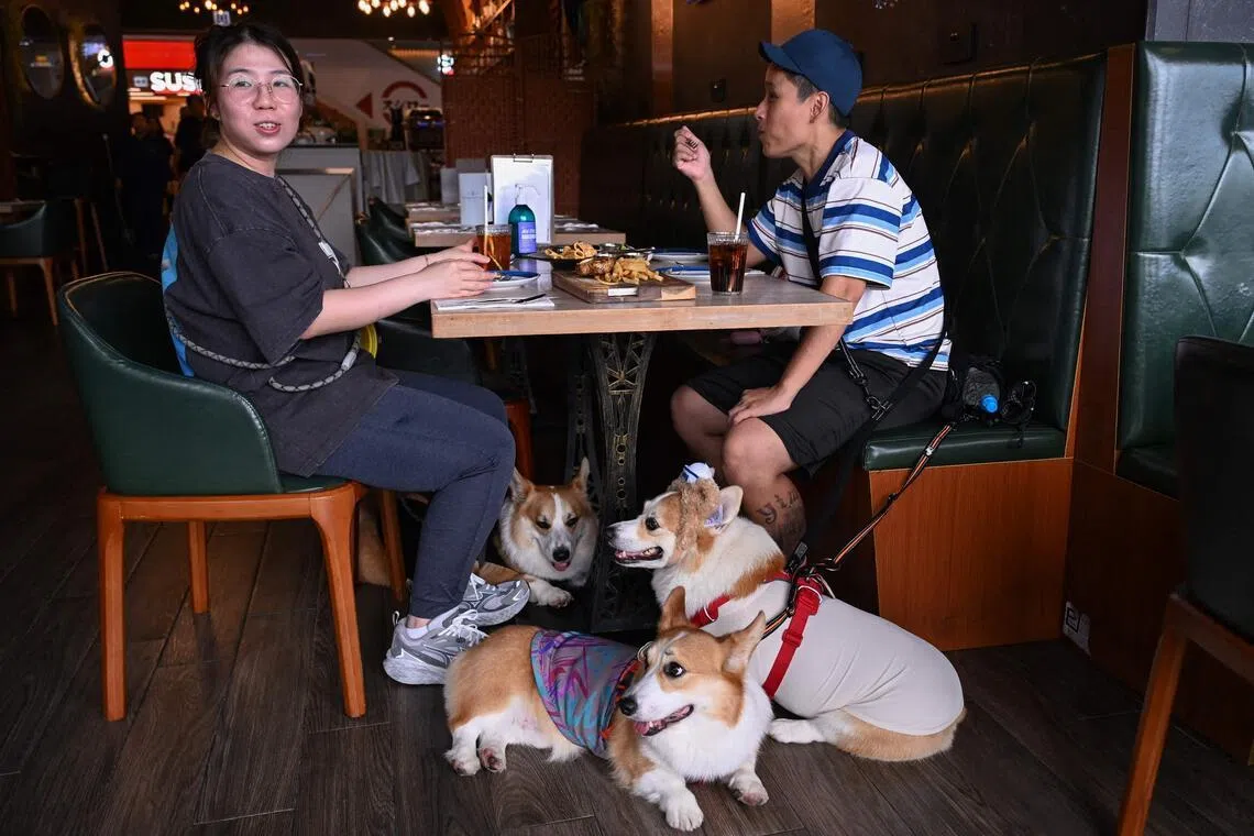 Hong Kong welcomes dogs into restaurants, to delight of pet owners