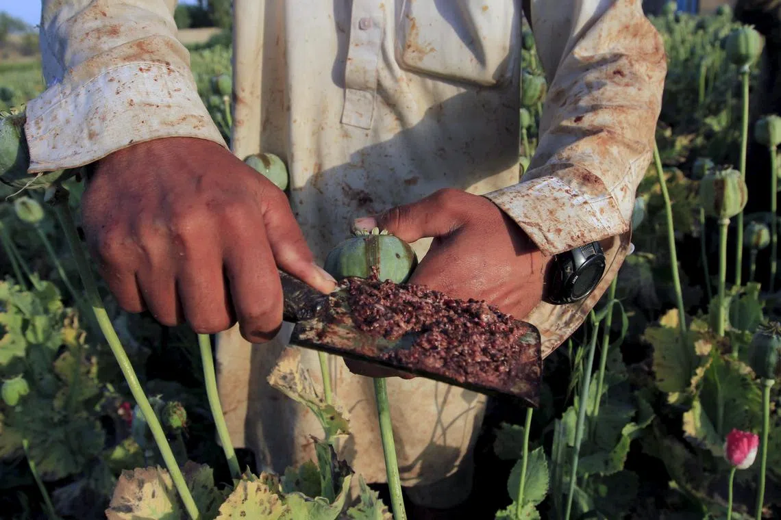FILE PHOTO: Raw opium from a poppy head is seen at a poppy farmer's field on the outskirts of Jalalabad, April 28, 2015. REUTERS/Parwiz/File Photo