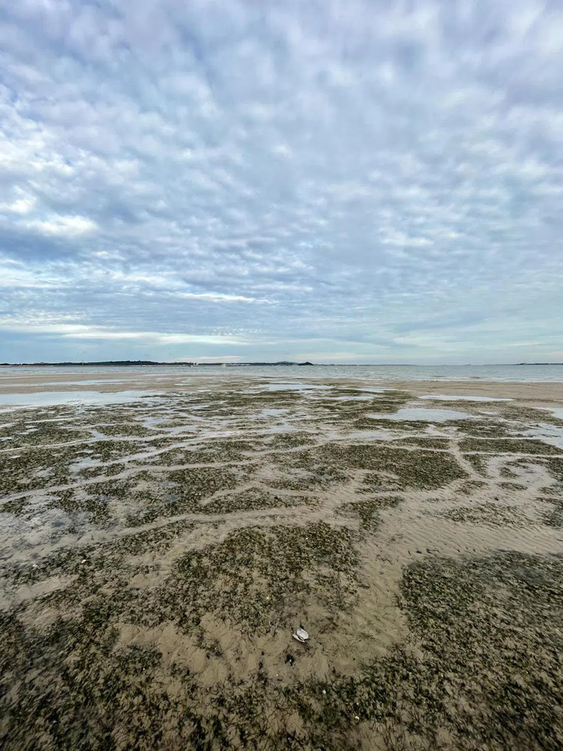AUMARINE17 - trilhas de alimentação sangrentas vistas em Chek Jawa em Pulau Ubin. Crédito: Cortesia de Sirius de
