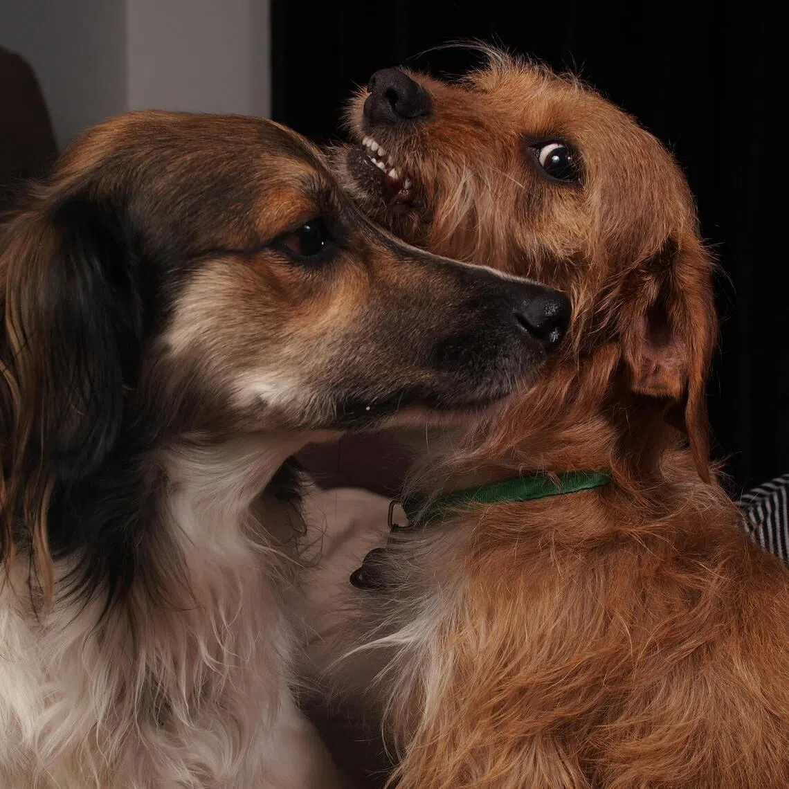 Over 10 years, Karachi has witnessed massive population growth, of both the human and animal kind.