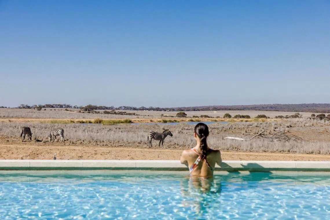 Female guest at Monarto Safari Resort looking at wildlife up close while in the pool