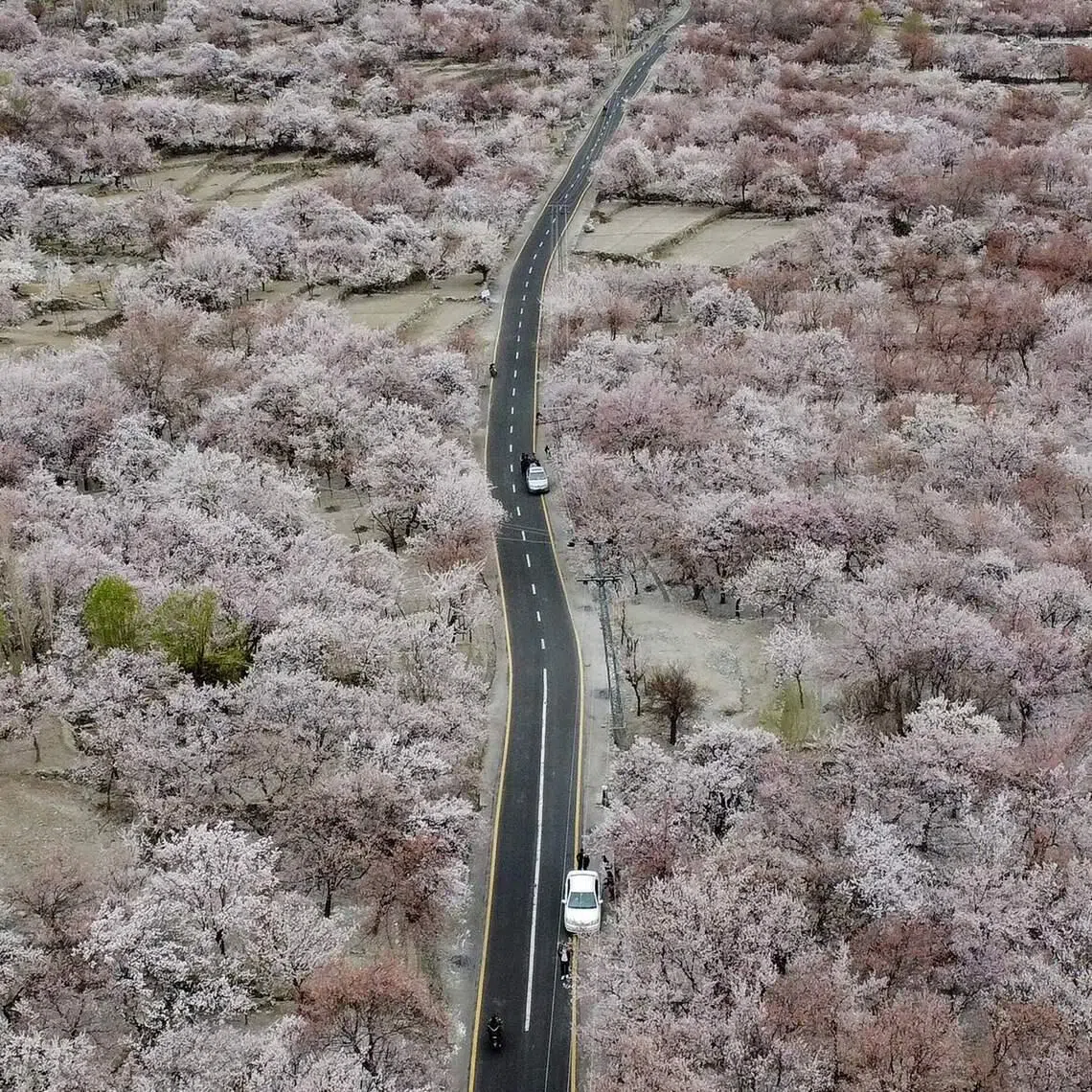 Commuters riding past apricot blossom trees at Ghanche district in Gilgit-Baltistan region in Pakistan on March 30, 2026. 