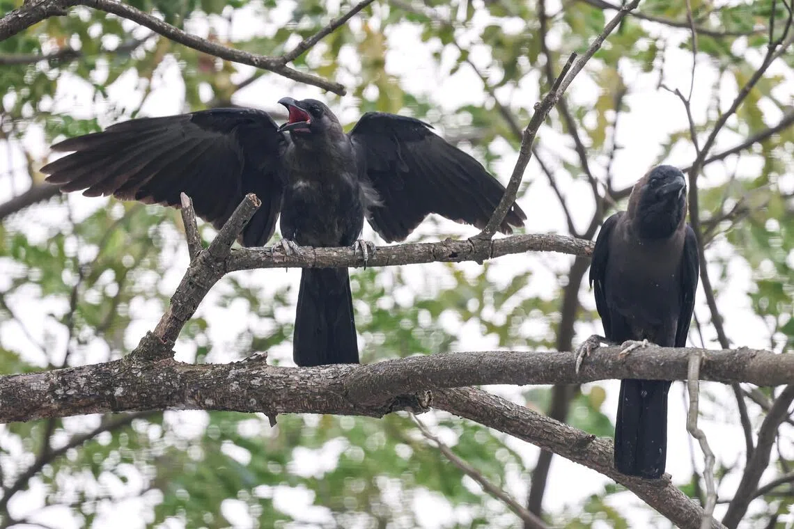 Crows perching in the trees at Bulim Heavy Vehicle Park on April 2. 