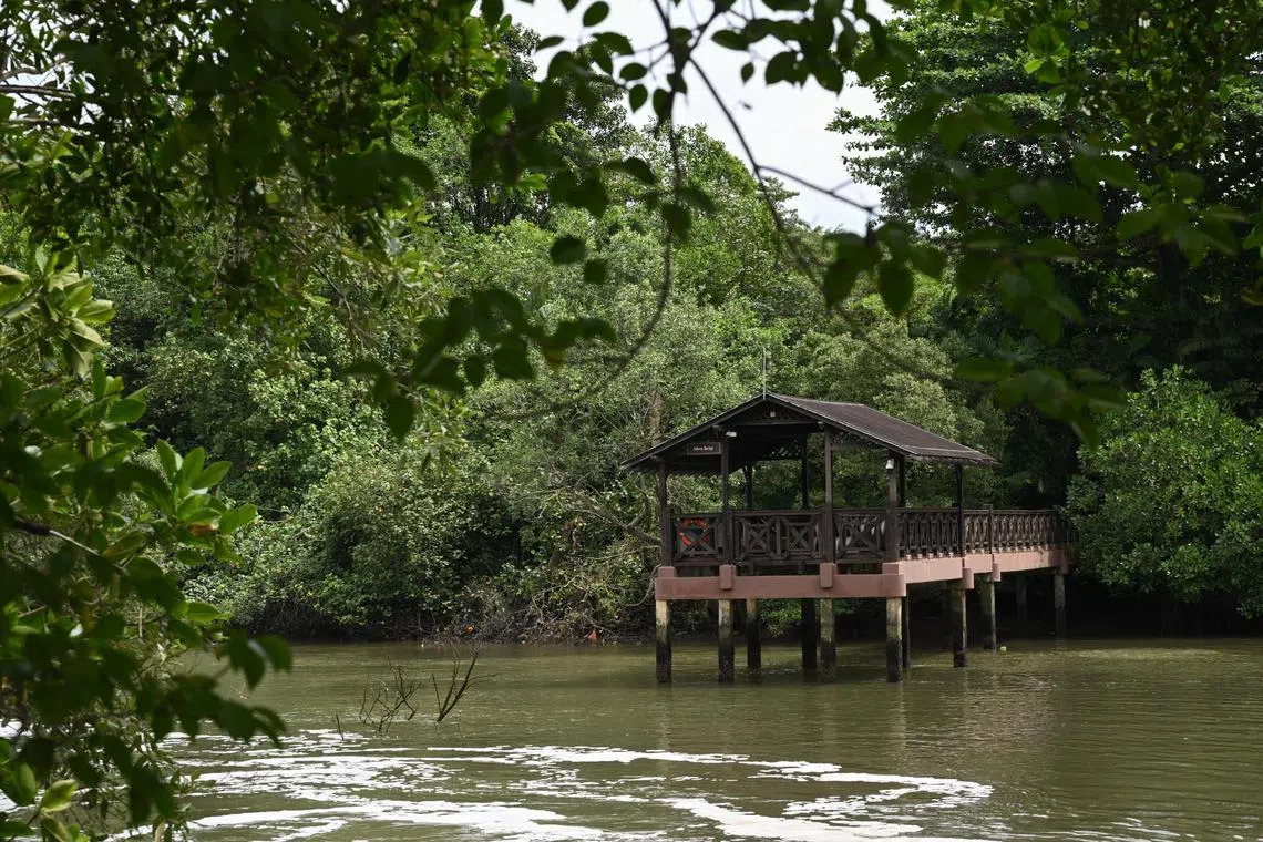 ST20231124_202358175067/jnsungei25/Shintaro Tay/Jean Iau/ ***Pix are embargoed till Nov 25, 10.45am*** 
The former Main Bridge at the wetland reserve that has been converted to feature a new lookout platform, as captured on Nov 24, 2023. 
This year marks the 30th anniversary of Sungei Buloh Wetland Reserve, which officially opened in 1993. It is home to the largest mangrove forest in mainland Singapore, and is Singapore’s only Wetland Reserve. The 30th anniversary event will be held on 25 November at the Wetland Reserve, and hosted by Minister for National Development and Minister-in-Charge of Social Services Integration Mr Desmond Lee.