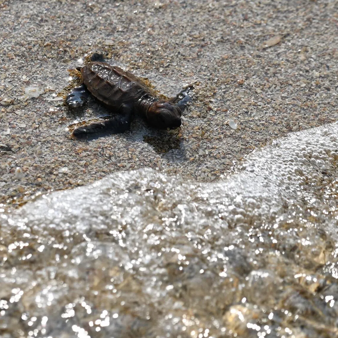 A total of 42 hawksbill turtle hatchlings were released off Sisters’ Islands Marine Park on Aug 13 and 14.