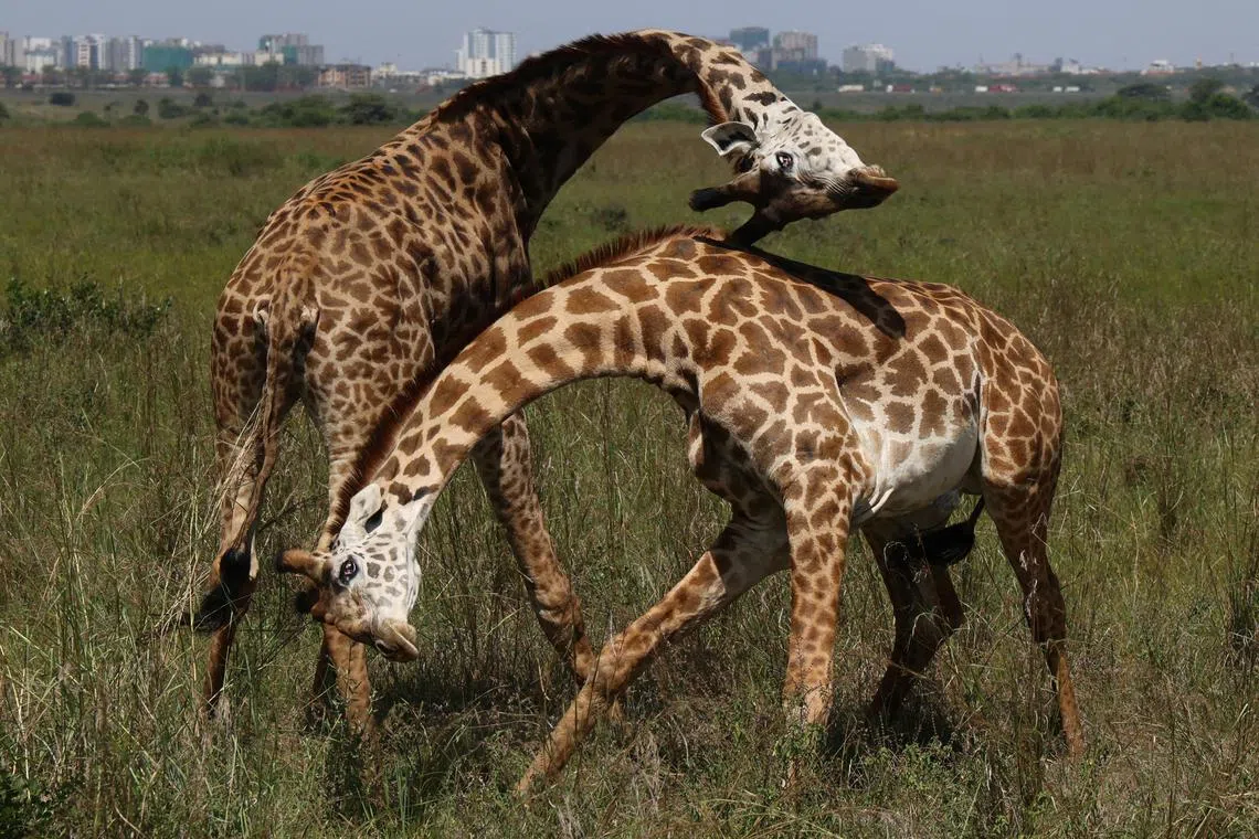 Giraffes groom at the Nairobi National Park, Kenya Wildlife Service (KWS) in Nairobi, Kenya, January 31, 2025. REUTERS/Amr Abdallah Dalsh     TPX IMAGES OF THE DAY     