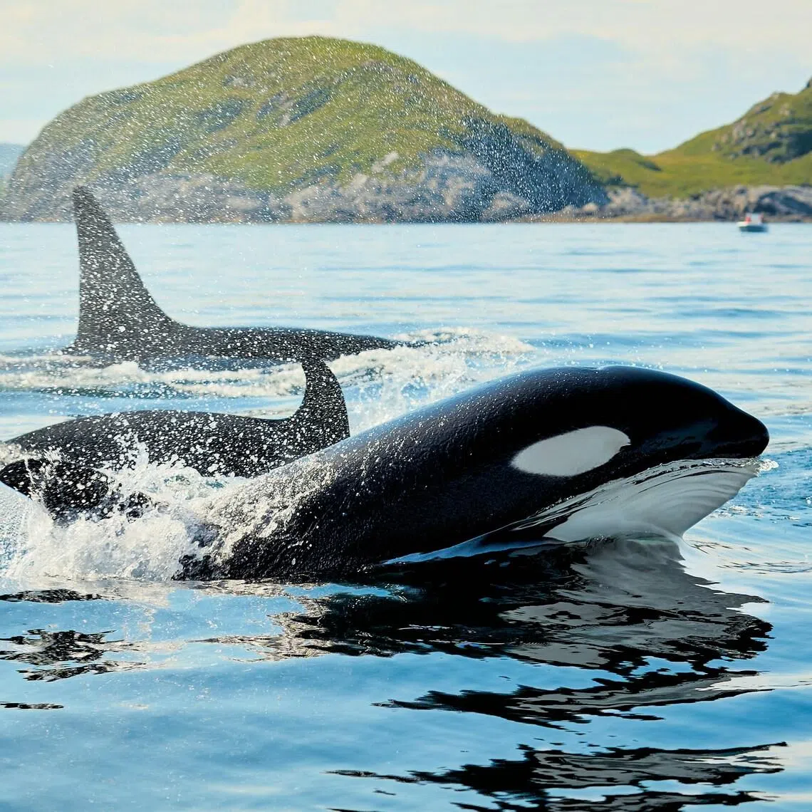 Killer whales are highly intelligent apex predators and have been known to play with their prey.