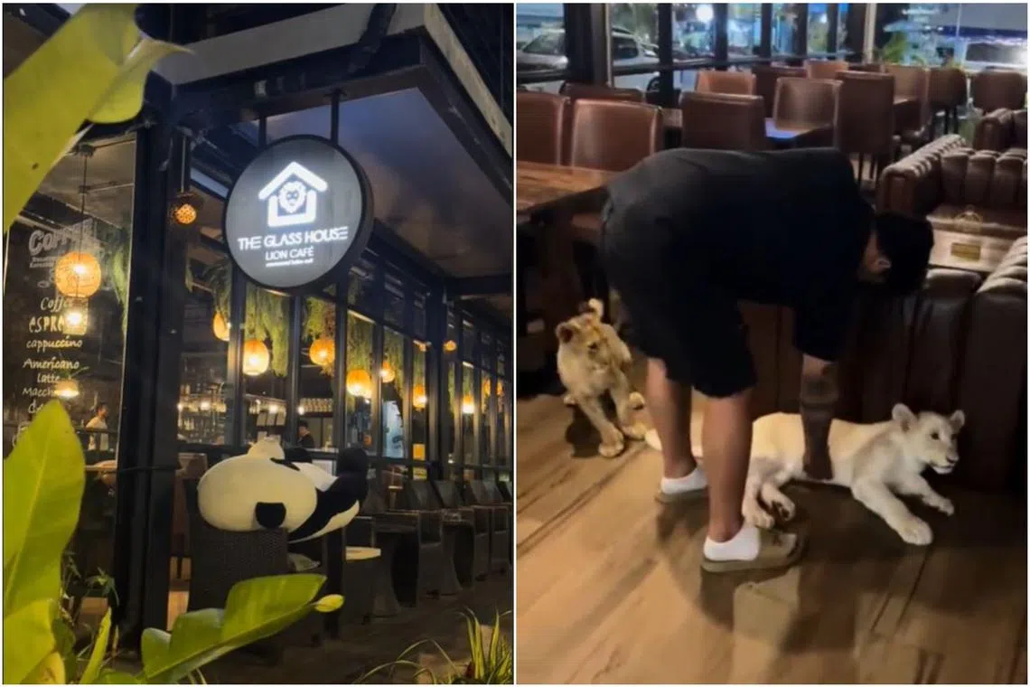 The cafe featured three lion cubs, which patrons could interact with and photograph for a fee.