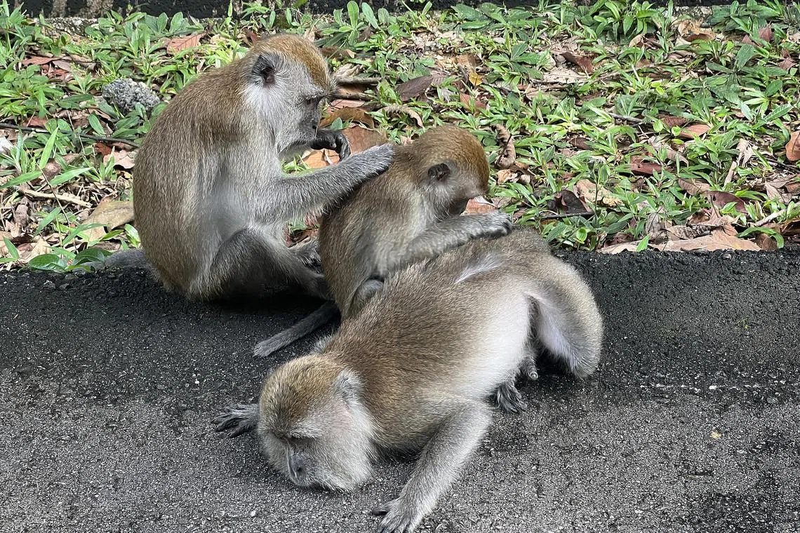 Long-tailed macaques in the vicinity of the Upper Peirce Reservoir on 17 October 2022.