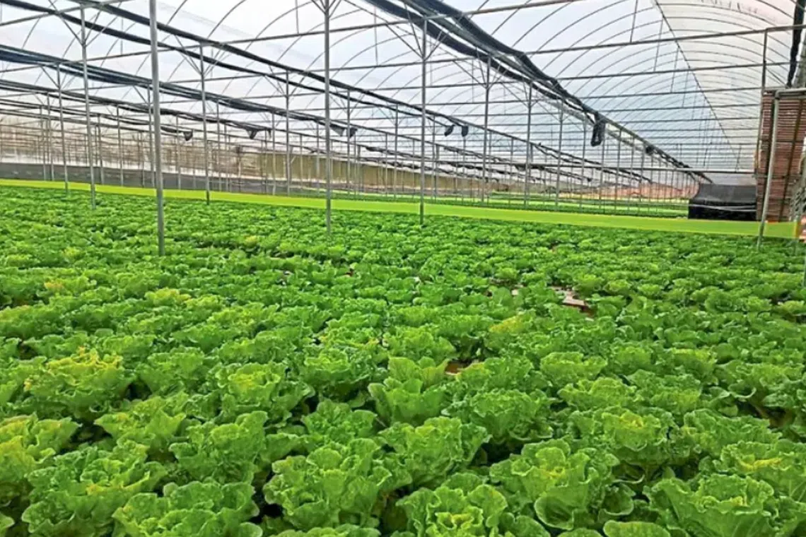 With the rainy season on the horizon, vegetable farmers are fortifying their greenhouses and plastic shelters to safeguard their crops against damage.