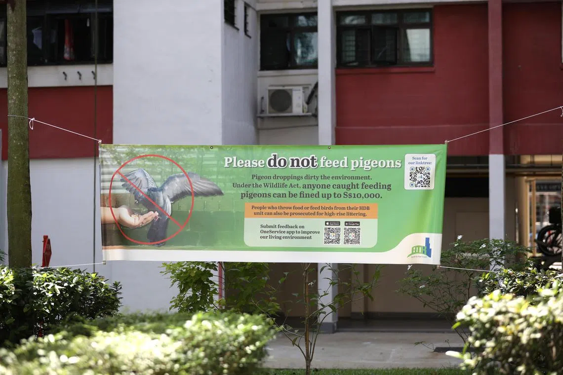 The three town council areas were chosen for their high pigeon populations and proximity to each other.