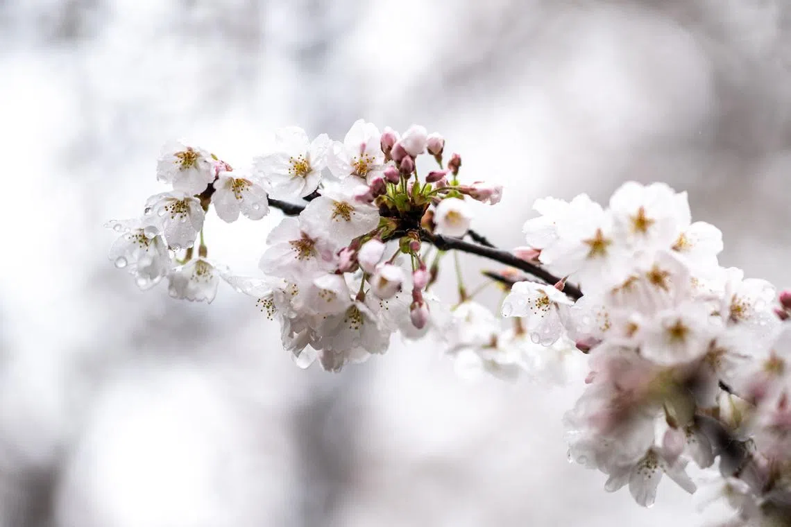 A close up of cherry blossoms at Inokashira Park in Tokyo on April 3, 2024. 