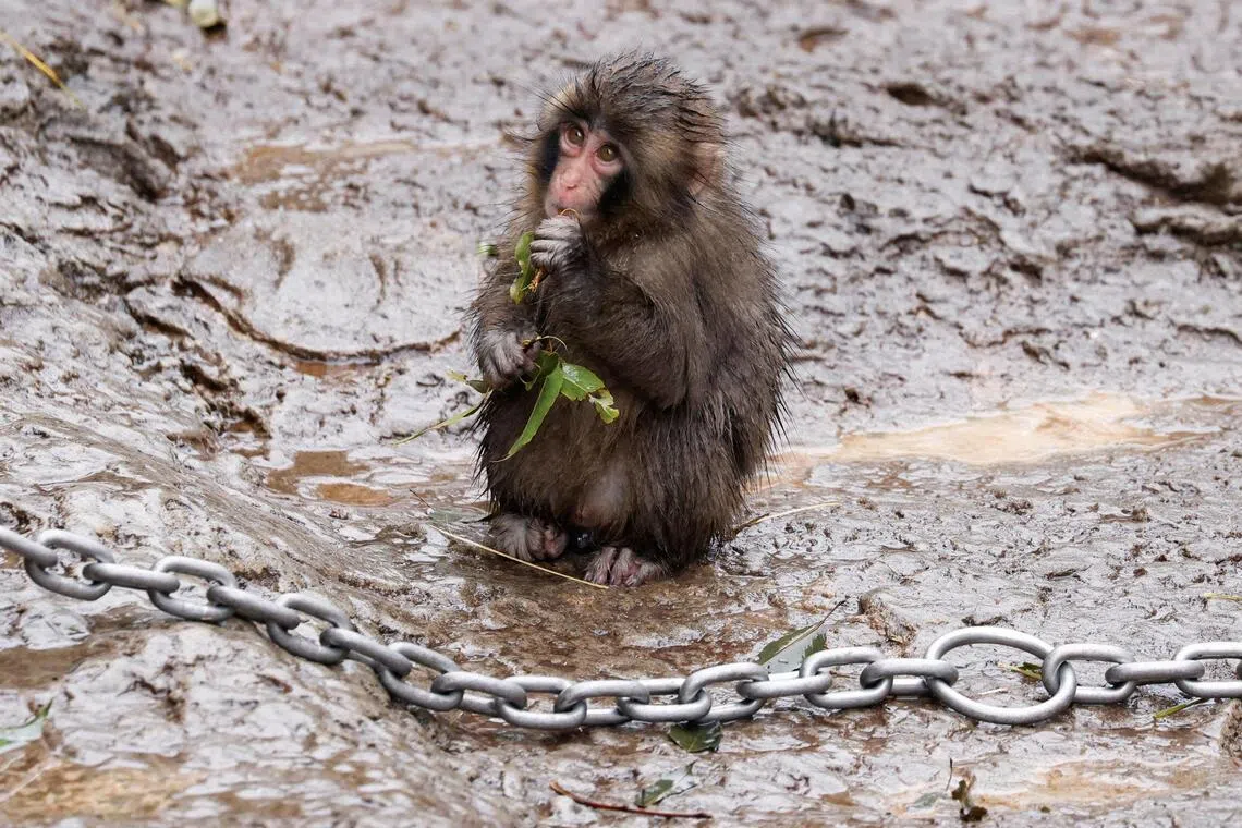 Punch, a Japanese macaque known for clinging to a stuffed orangutan, chews on tree leaves at Ichikawa City Zoo in Ichikawa, Chiba Prefecture, Japan, on March 26.