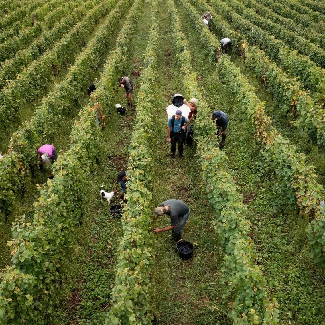 Global wine consumption is dwindling amid changing drinking patterns, lackluster economic conditions and trade tariffs.