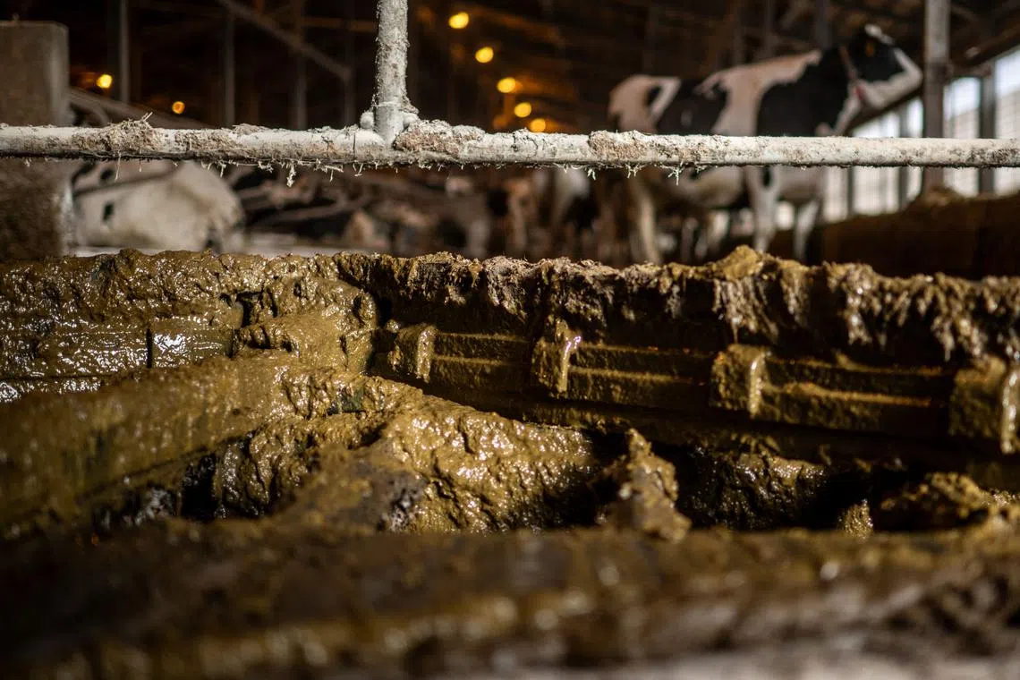 The liquid “biomethane” required was made entirely from gas derived from cow manure from two local dairy farms.