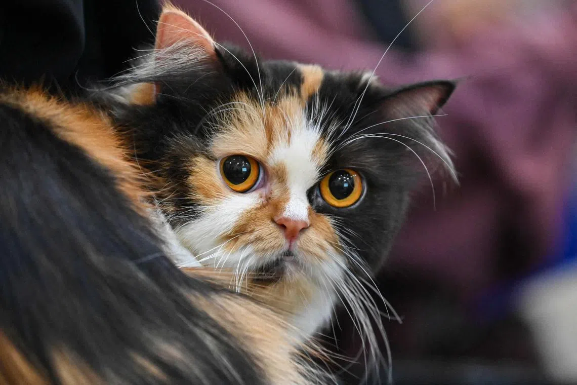 A police probe found the man's motive to be contempt towards cats, because strays had scratched his car.