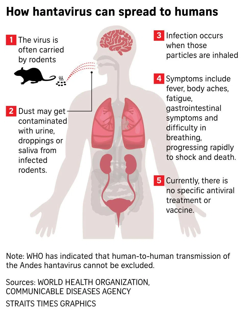 Graphic on how hantavirus can spread to humans