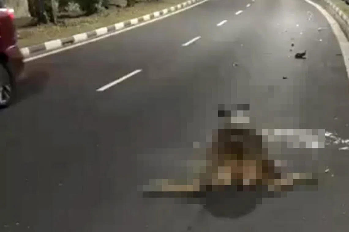 A video posted in a private Telegram group showed a video of the deer on the ground, with glass shards surrounding it.