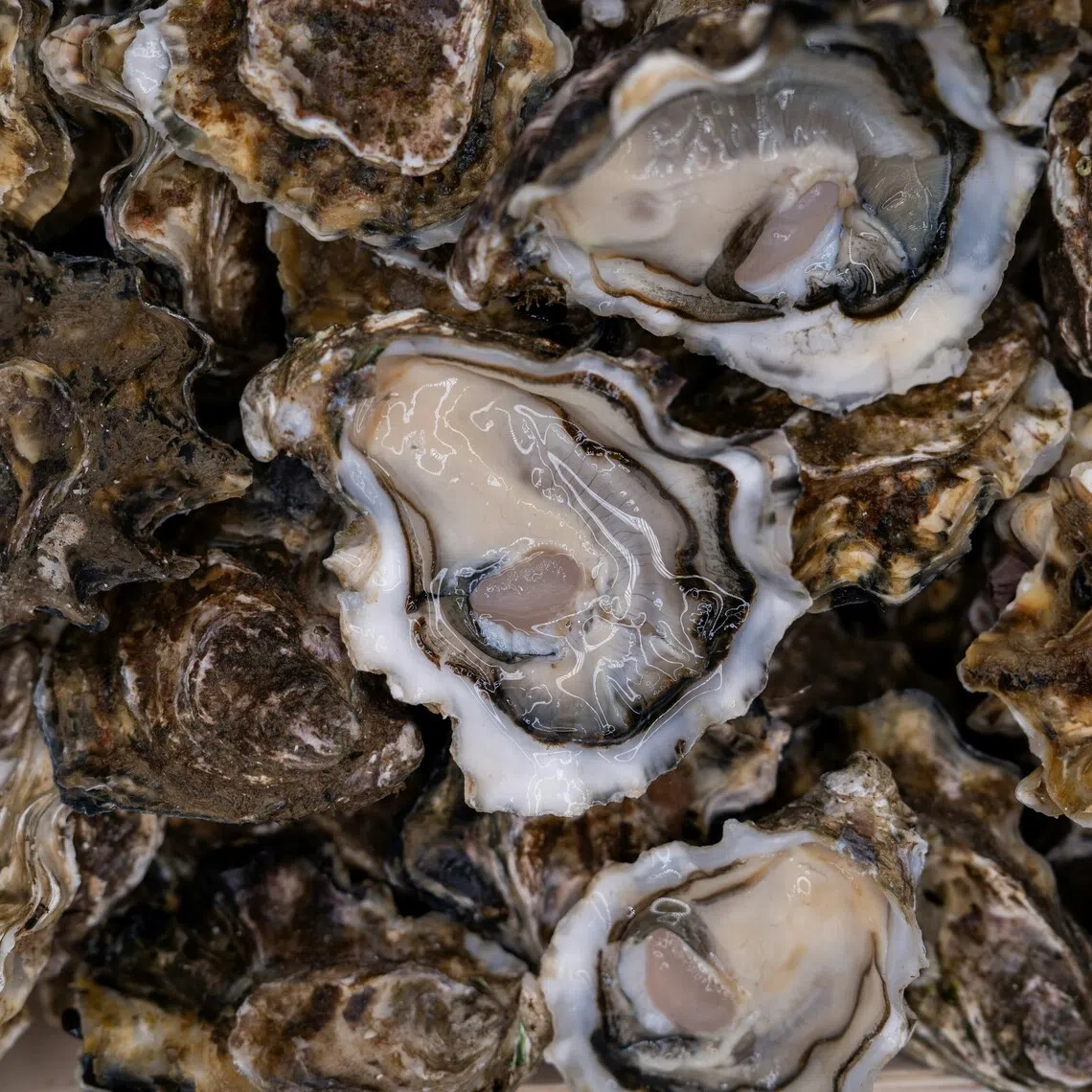 The molluscs were lifted from an oyster farm near the town of Taree, north of Sydney.