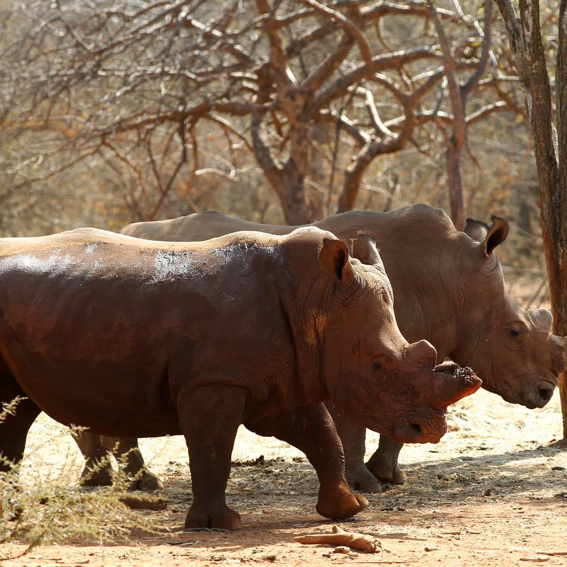 The country is home to most of the world’s rhinos and is a hotspot for poaching driven by demand in Asia, where the horns fetch high prices on the black market.