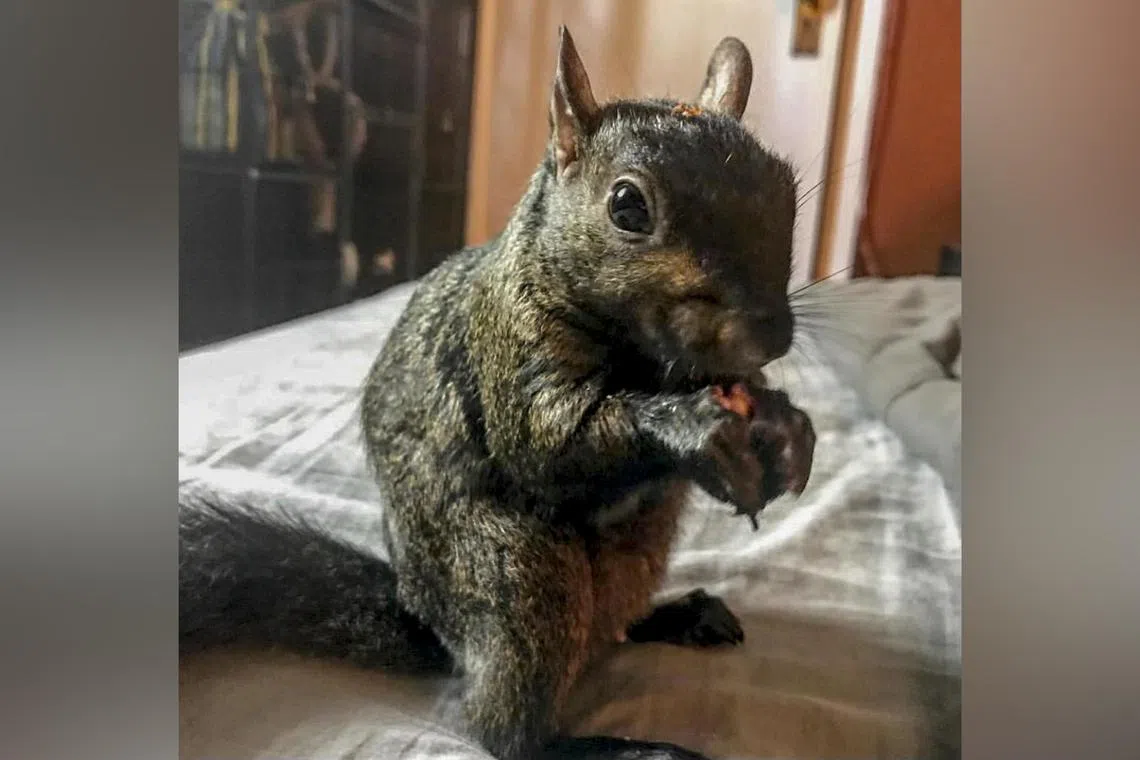 An undated photo provided by Mark Longo shows P’Nut, a pet squirrel with a popular Instagram page. P’Nut was seized by government officials on Oct 30.