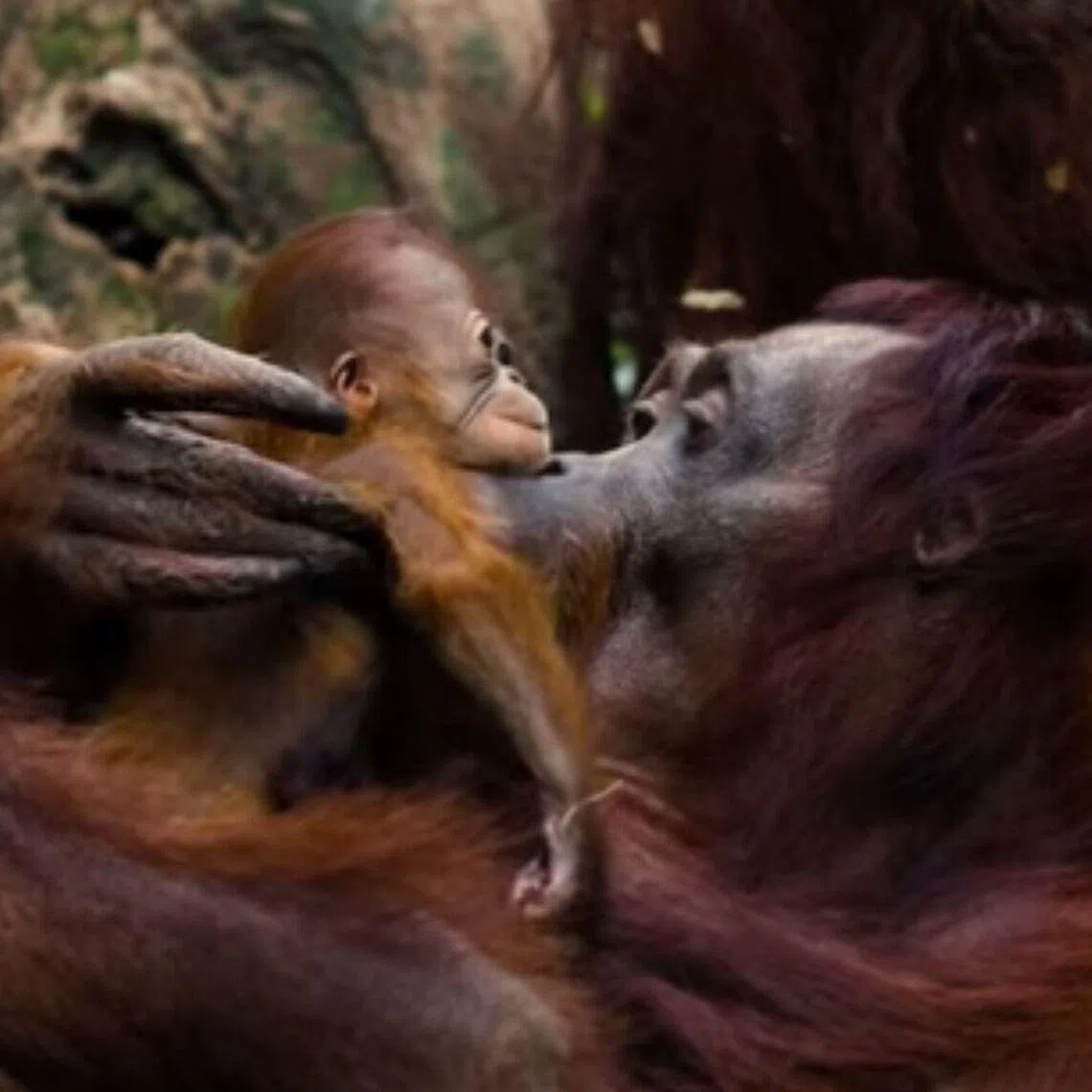 The Bornean orang utan baby can be seen clinging onto Miri, its mother, as she swings and climbs around the orang utan enclosure at Orangutan Island.