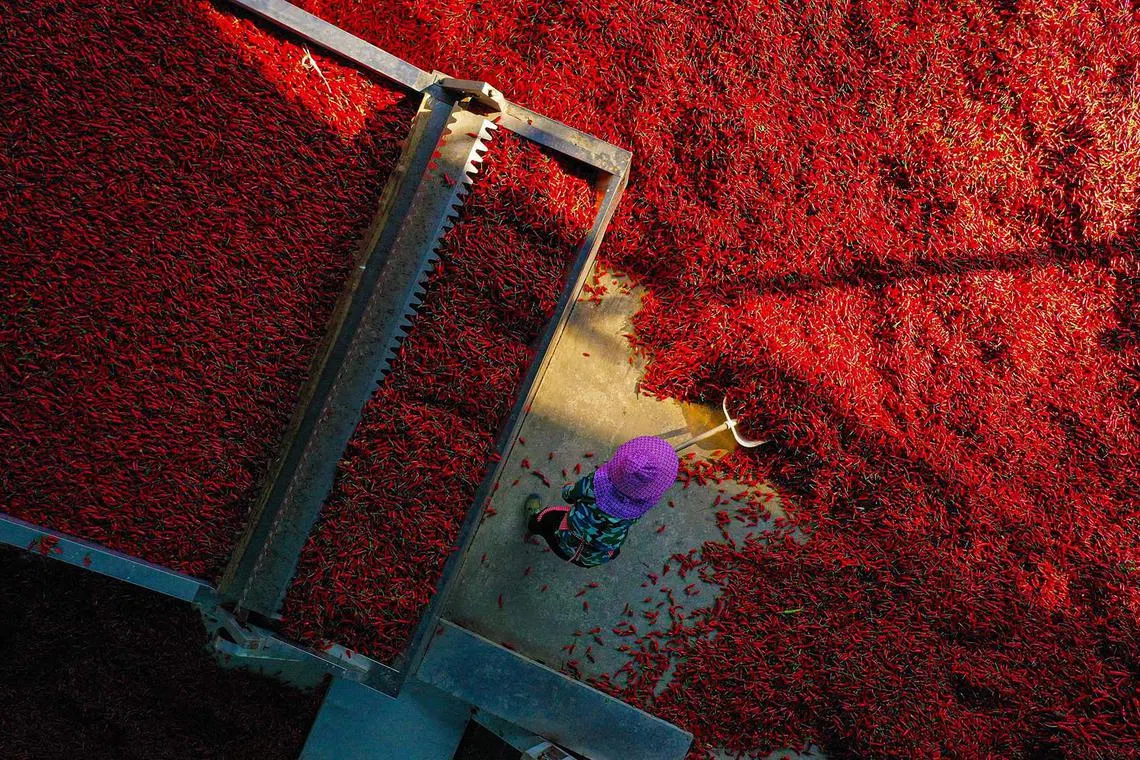 TOPSHOT - A worker dries chilli peppers at a factory in southwestern China's Chongqing municipality on August 27, 2024. (Photo by AFP) / China OUT