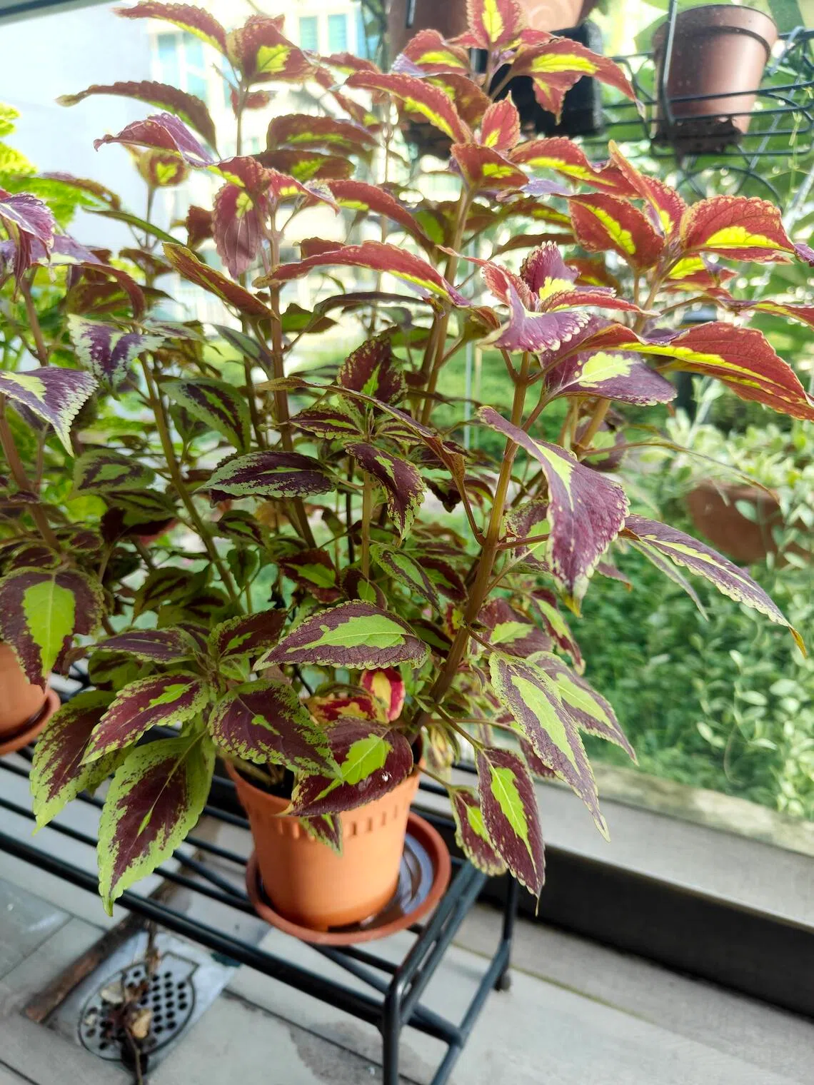 Coleus require at least 6 hours of direct sunlight to thrive.