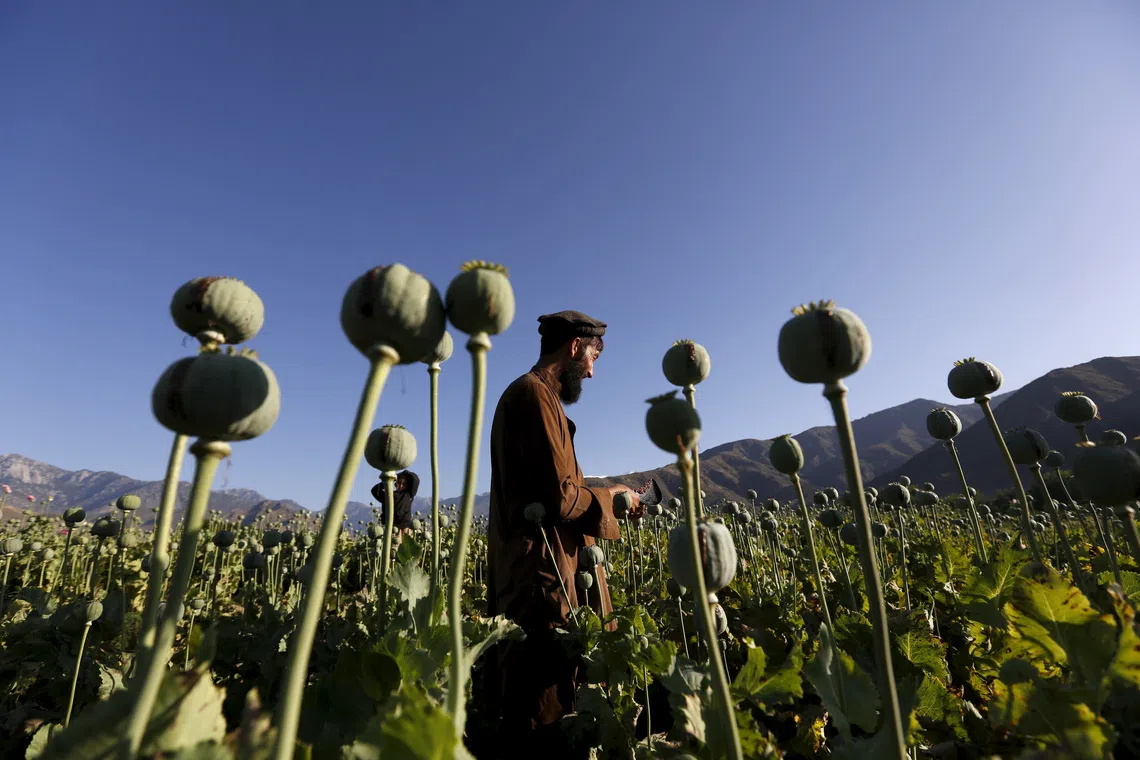 An Afghan man works on a poppy field in Nangarhar province, Afghanistan April 20, 2016. REUTERS/Parwiz      TPX IMAGES OF THE DAY