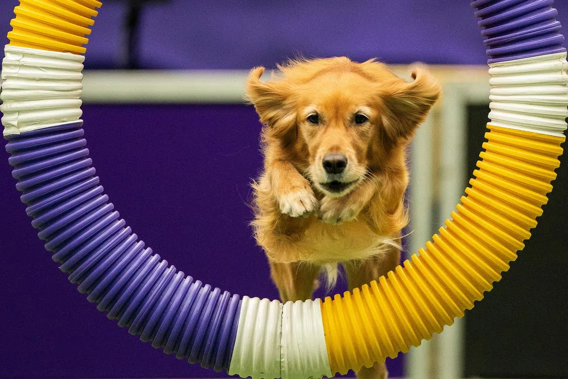 Shelby a Golden Retriever competes in the Master Agility Championship during the 147th Westminster Kennel Club Dog Show at the USTA Billie Jean King National Tennis Center in New York, U.S., May 6, 2023. 