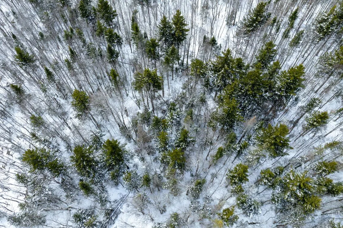 An aerial view of Roxbury State Forest in Roxbury, Vt., on March 19, 2024. Tensions around hunting in Vermont have simmered for years, recently flaring over moose management. (Caleb Kenna/The New York Times)