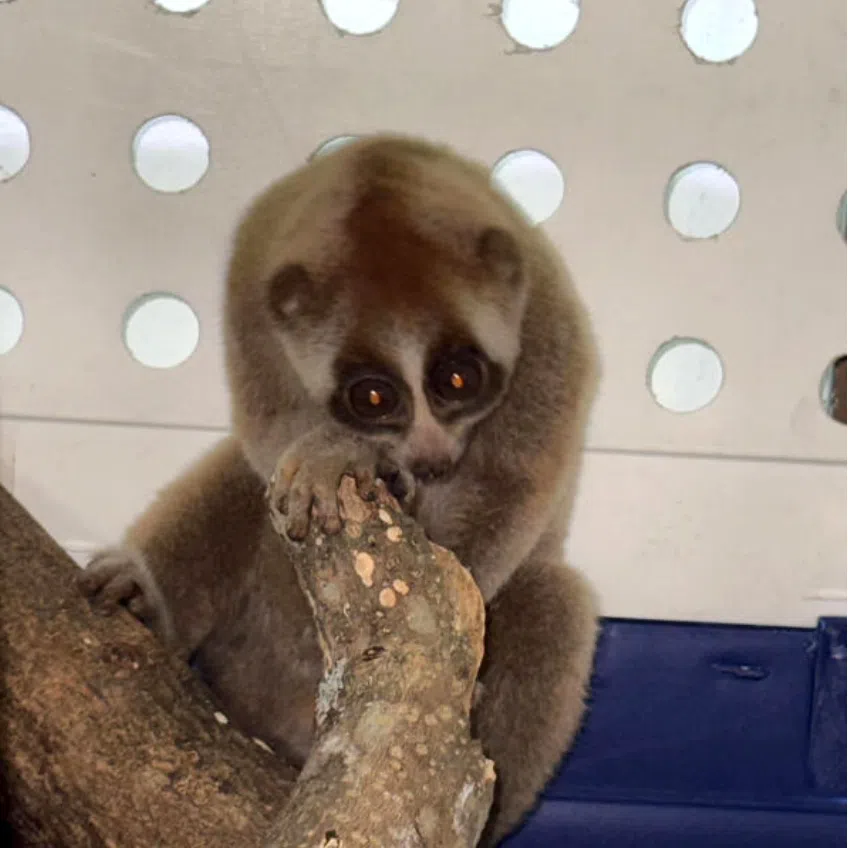 A Sunda slow loris was rescued by the Animal Concerns Research and Education Society from an industrial estate in western Singapore on May 26.