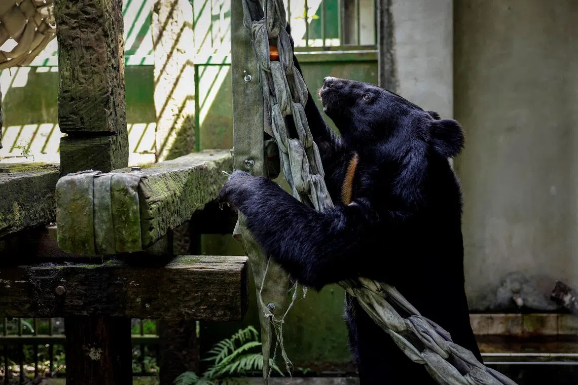 A Formosan black bear plays inside an enclosure at the government-run bear shelter Wushikeng Research Center in Taichung, Taiwan, May 9, 2024.  REUTERS/Ann Wang