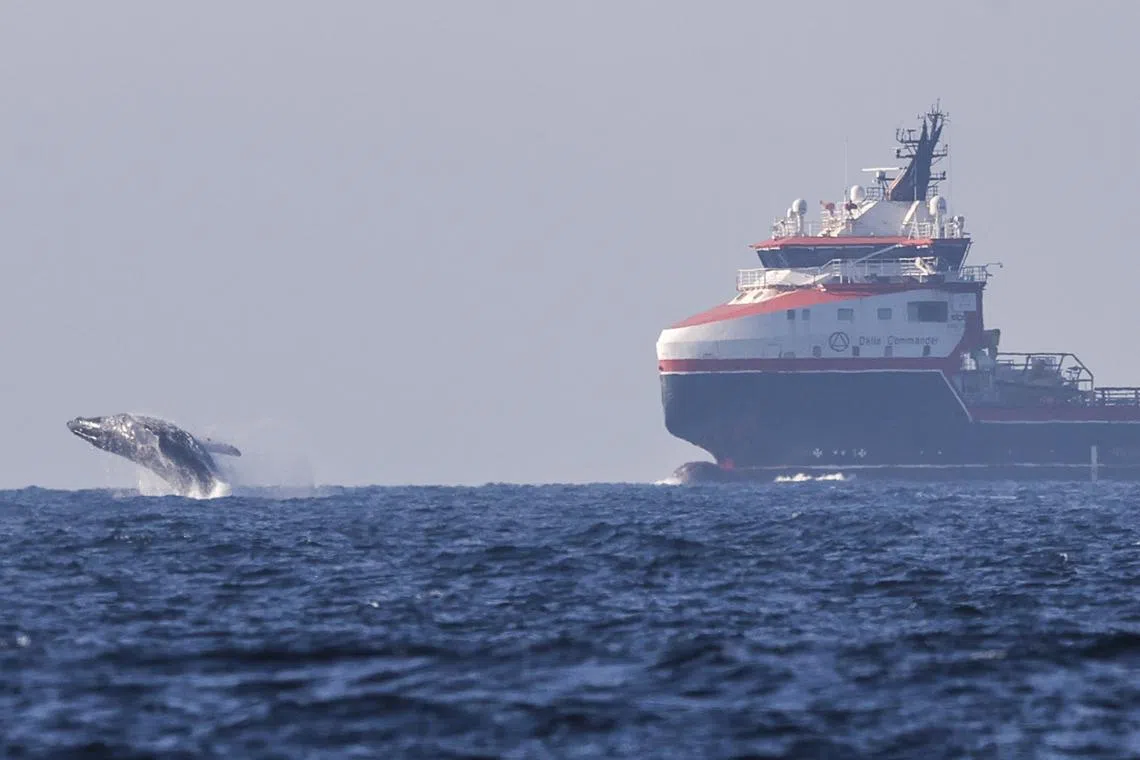 A breaching humpback whale in Guanabara Bay, Rio de Janeiro, Brazil, on July 17, 2025. 