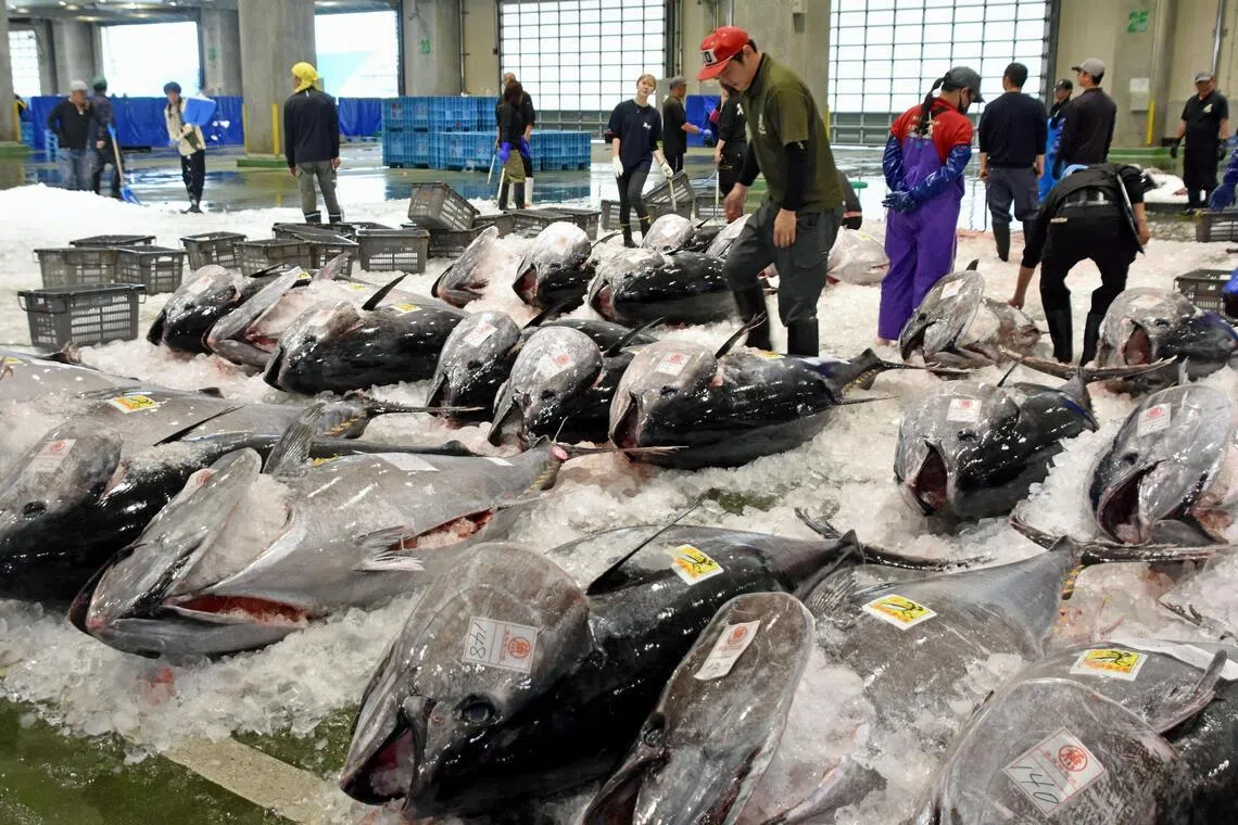 Bluefin tuna are lined up for auction following this season’s first haul at a port in Sakaiminato, Tottori Prefecture, western Japan, on May 20.