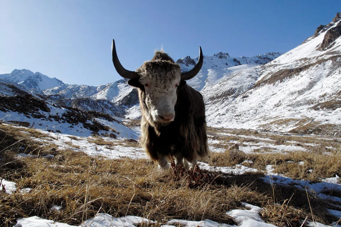 A yak grazes on a grass patch some 3,000 metres (9,842 feet) above sea level in the mountains outside Almaty November 1, 2009.  REUTERS/Shamil Zhumatov/File Photo