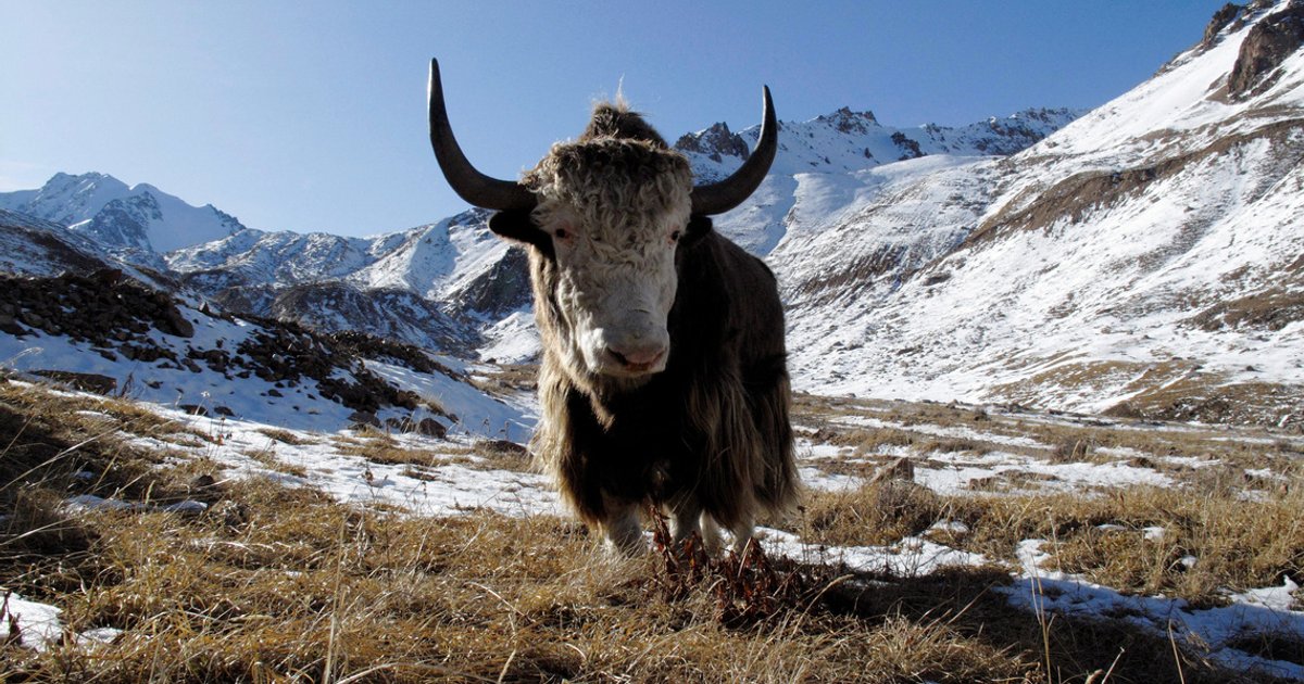 Famous Siberian cave yields remains of yak-like Ice Age mammal | The ...
