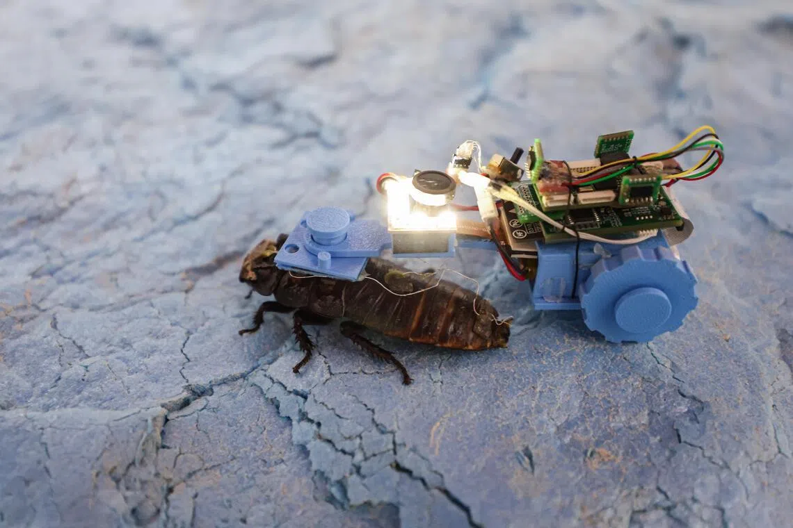 The Madagascar hissing cockroaches are fitted with a small plastic “carriage” that houses an onboard processor and an electronic circuit board. The insect tows the wheeled cart along the underside of utility pipelines to check for defects.