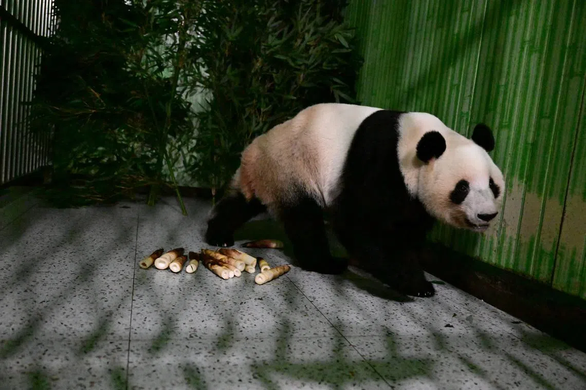 Giant panda Lei Lei walks in a cage after arriving from Japan at Bifengxia Panda Base in Yaan, Sichuan province, China January 28, 2026. China Daily via REUTERS