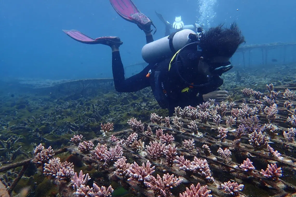 The Malaysian government said its coral reefs will start to bleach if the sea surface temperatures remain high in the next few weeks.