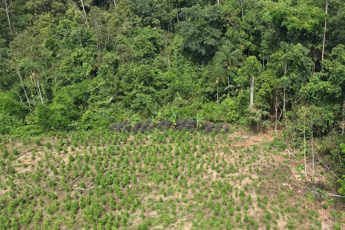 FILE PHOTO: An ariel view of cocaine plantation in Caballococha, Peru November 2, 2019. REUTERS/Gabriel Stargardter/File Photo