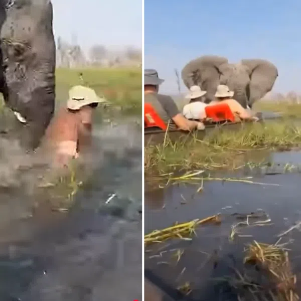 Screenshots show a bull elephant tipping over two dugout canoes and pushing a woman into the water with its trunk.
